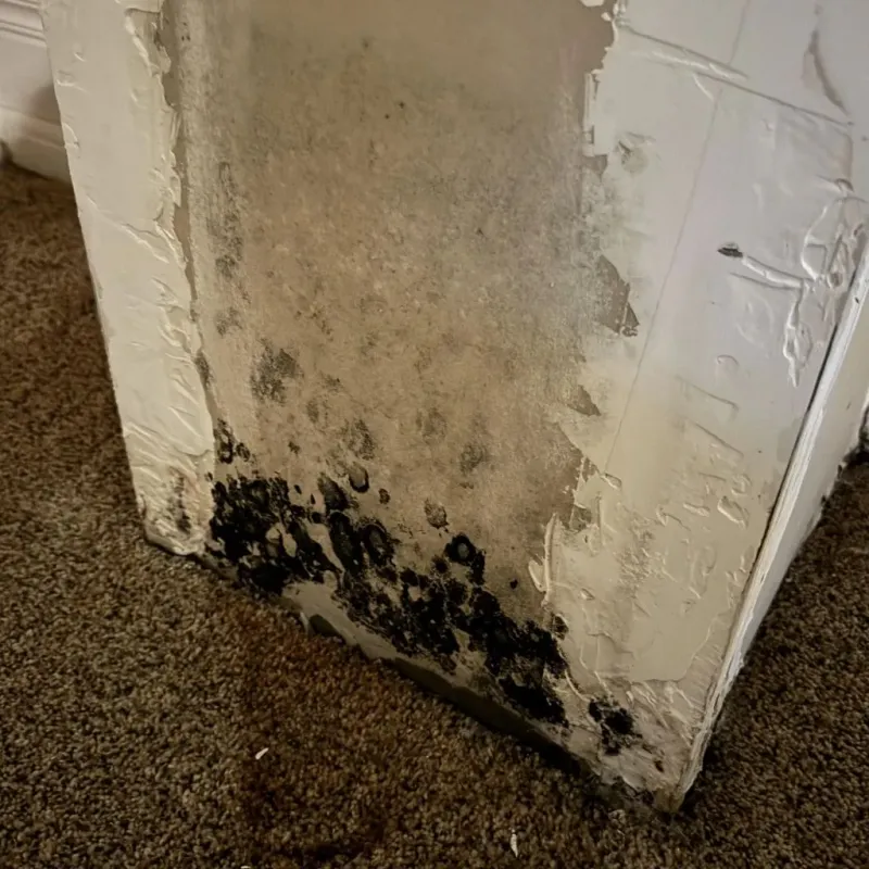 Professional Mold Removal in Mercer County, NJ
